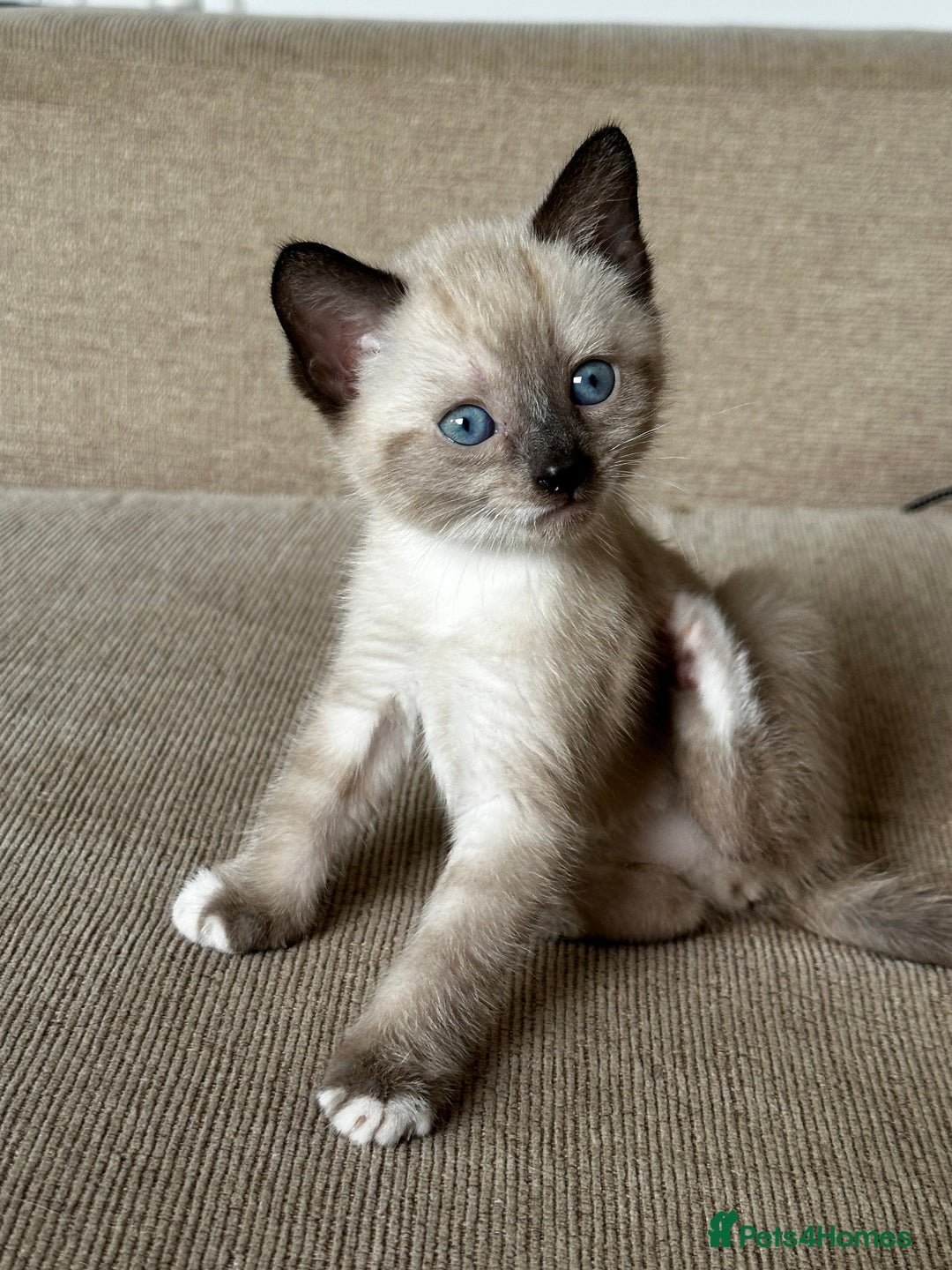 Mixed Breed cats for sale: Three stunning kittens for sale - Image 2