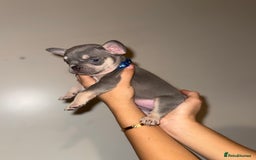 French Bulldog dogs for sale: BLUE & CREAM/TAN Isabella/pink carrying. - Image 5