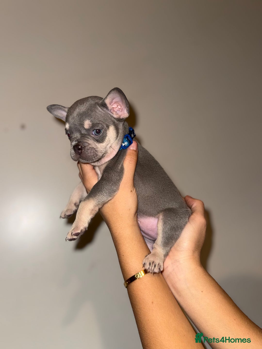 French Bulldog dogs for sale: BLUE & CREAM/TAN Isabella/pink carrying. - Image 5