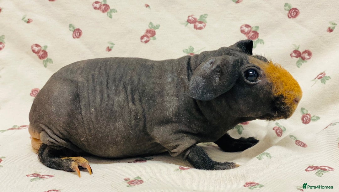 Guinea Pig rodents for sale: Skinny pig and fluffy baby boy pair - Advert 6