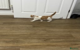 Mixed Breed cats for sale: Mixed breed Kittens  - Image 10