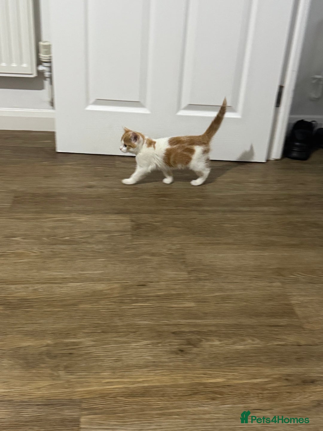 Mixed Breed cats for sale: Mixed breed Kittens  - Image 10