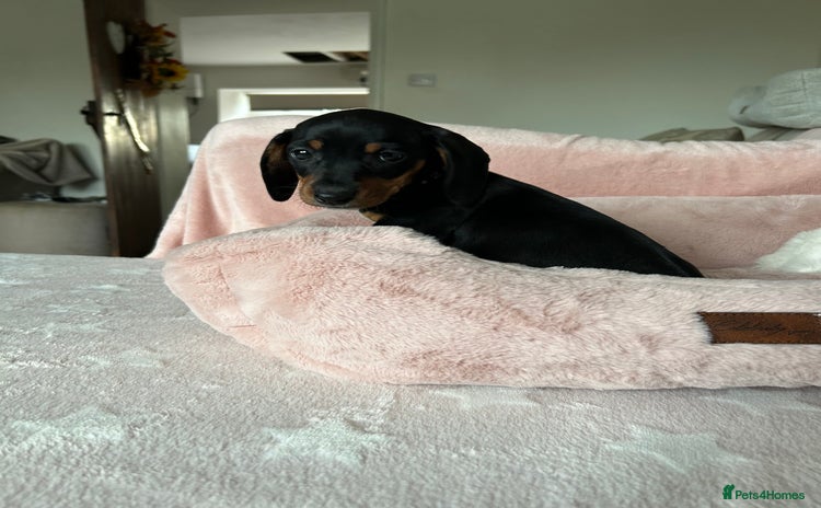 Dachshund dogs - Advert 1