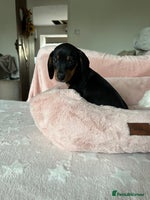 Dachshund dogs - Advert 1