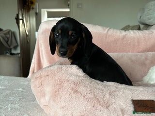 Dachshund dogs for sale - Advert 1