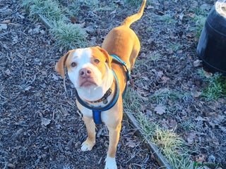 Staffordshire Bull Terrier dogs Reeves - Advert 9