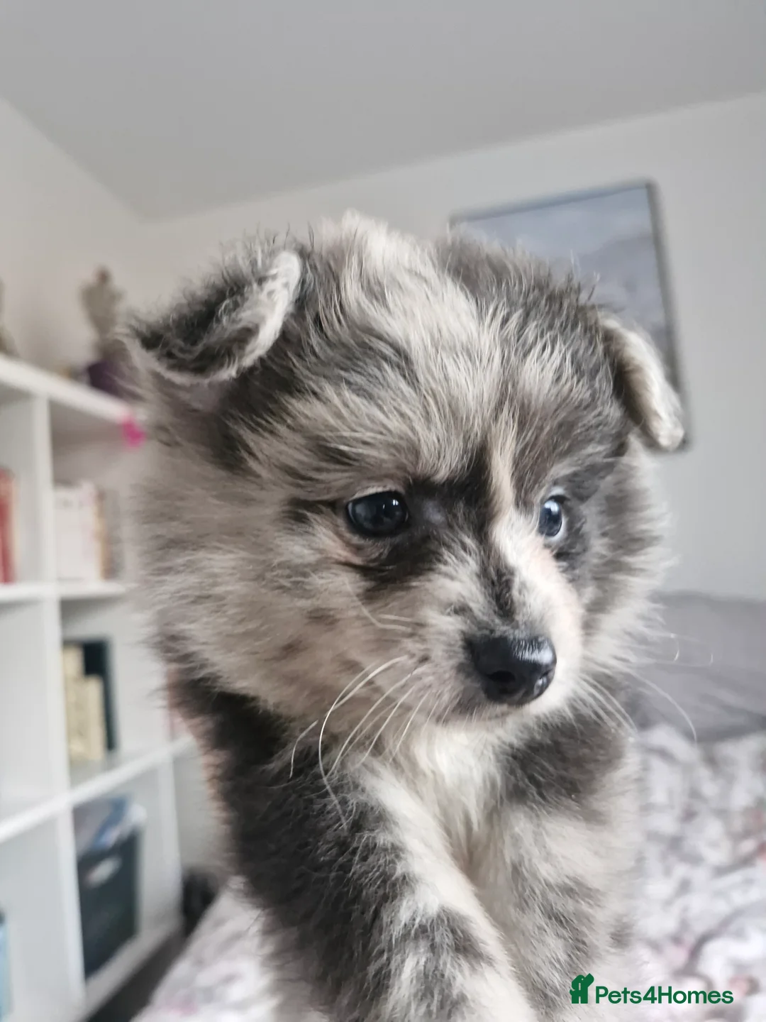 Pomapoo dogs for sale: ✨ Leo – Exceptional F1B Pomapoo Boy – 1,800 ✨ - Advert 3