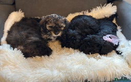 Poochon dogs for sale: Poochon puppies  - Image 30