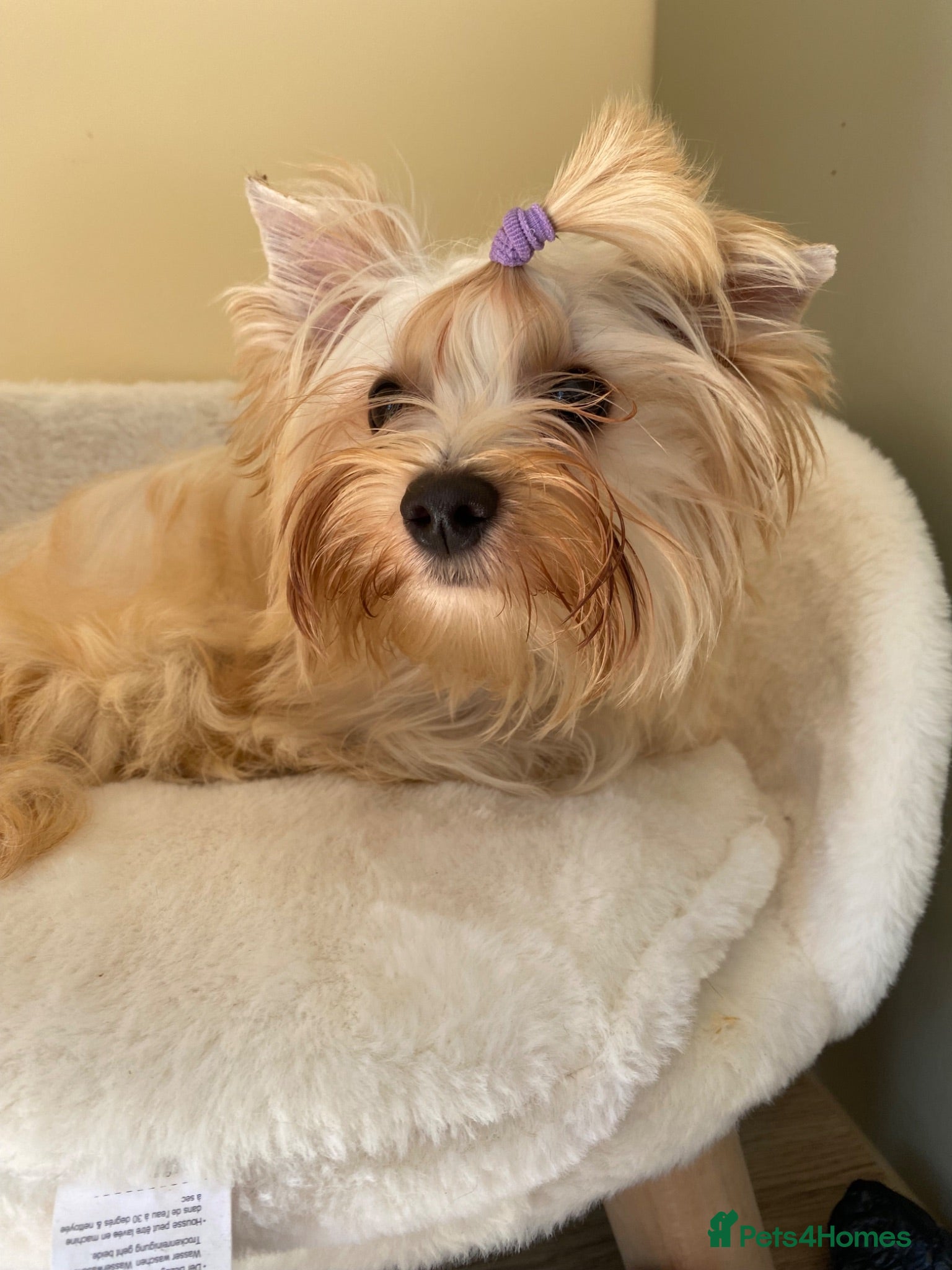 Yorkshire Terrier dogs Colorful Yorkshire terrier - Advert 1