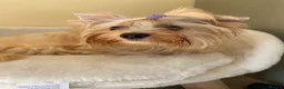 Yorkshire Terrier dogs for sale: Colorful Yorkshire terrier - Advert 1