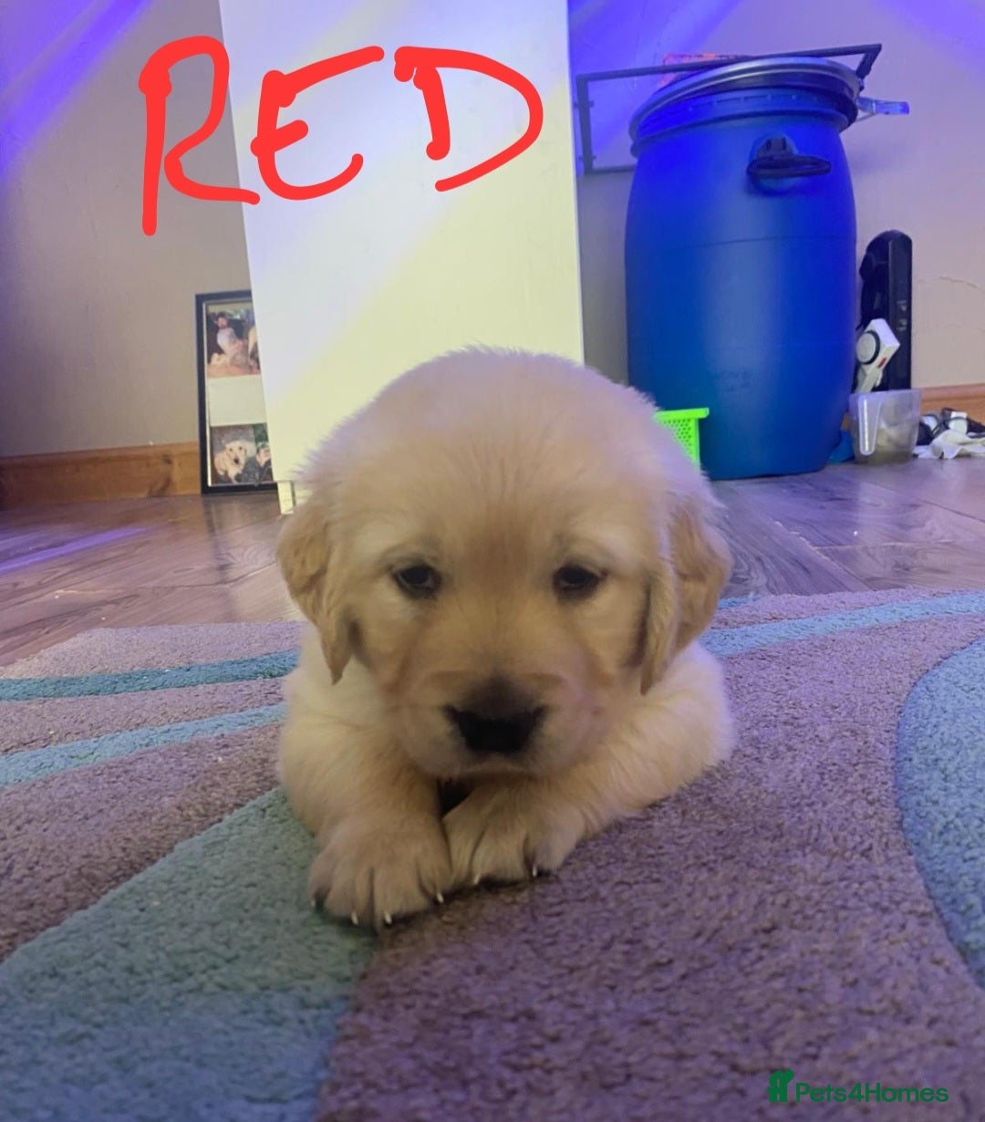 Golden Retriever dogs for sale: Gorgeous KC registered golden retriever puppys - Image 26