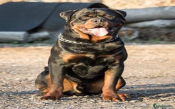 Rottweiler dogs for sale: KC Registered German Rottweiler Puppies - Image 13