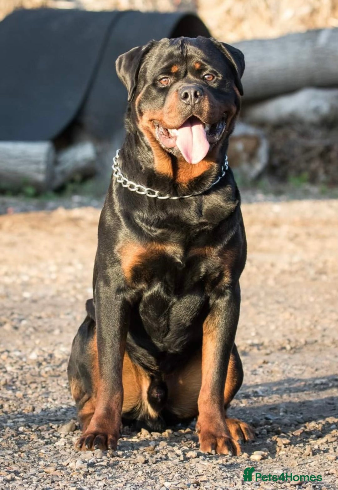 Rottweiler dogs for sale: KC Registered German Rottweiler Puppies - Image 13
