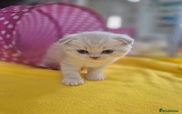 Scottish Fold cats for sale: Scottish Fold /straight  - Image 15