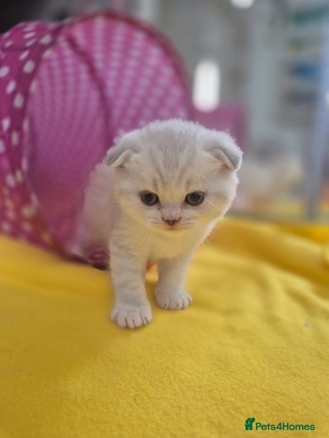 Scottish Fold cats for sale: Scottish Fold /straight  - Image 15