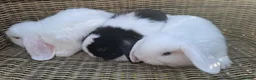 Mini Lop rabbits for sale: Bundles of fluff ready to be reserved  - Advert 8