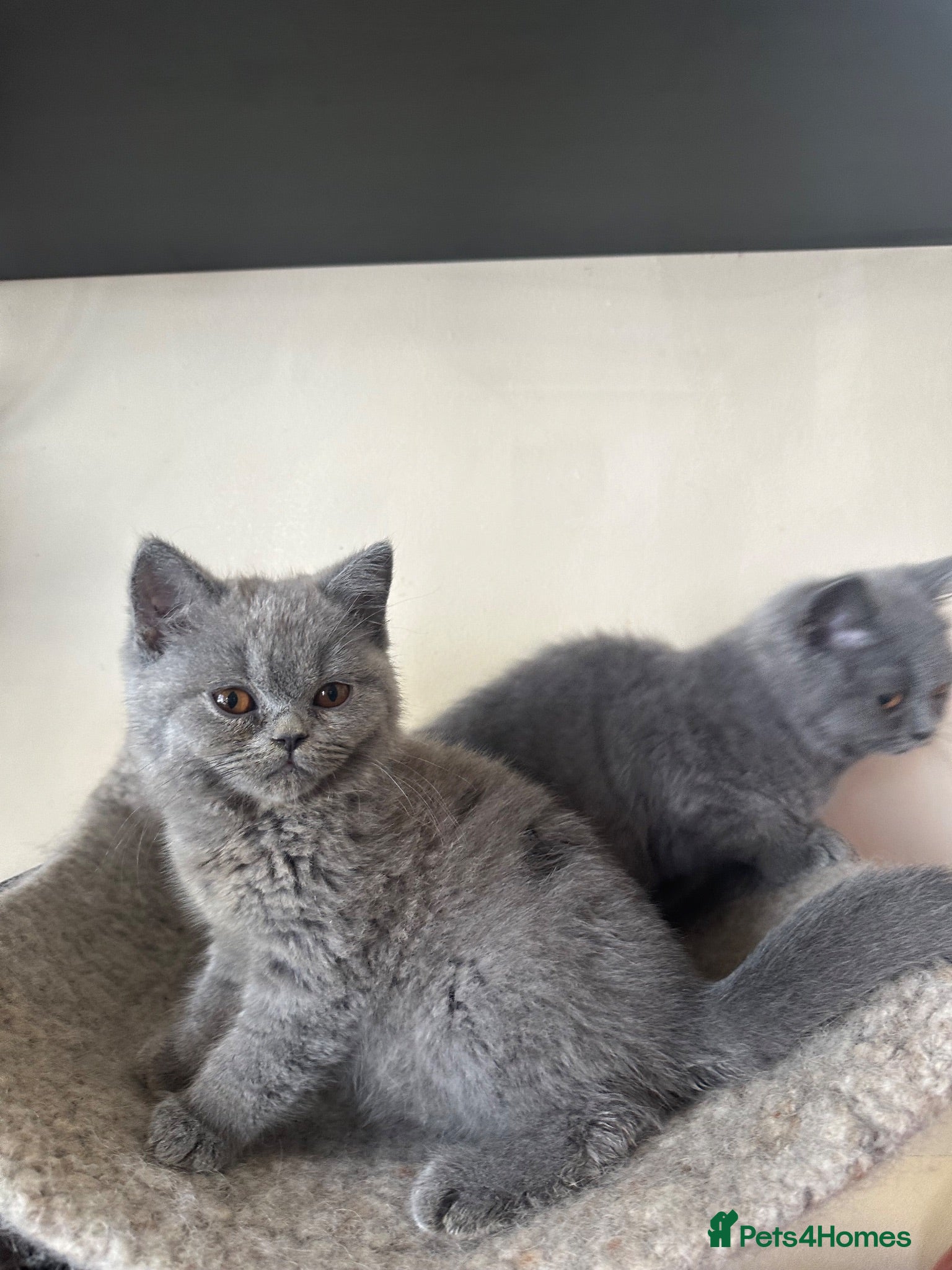 British Shorthair cats British Shorthair GCCF-registered Kittens  - Advert 2