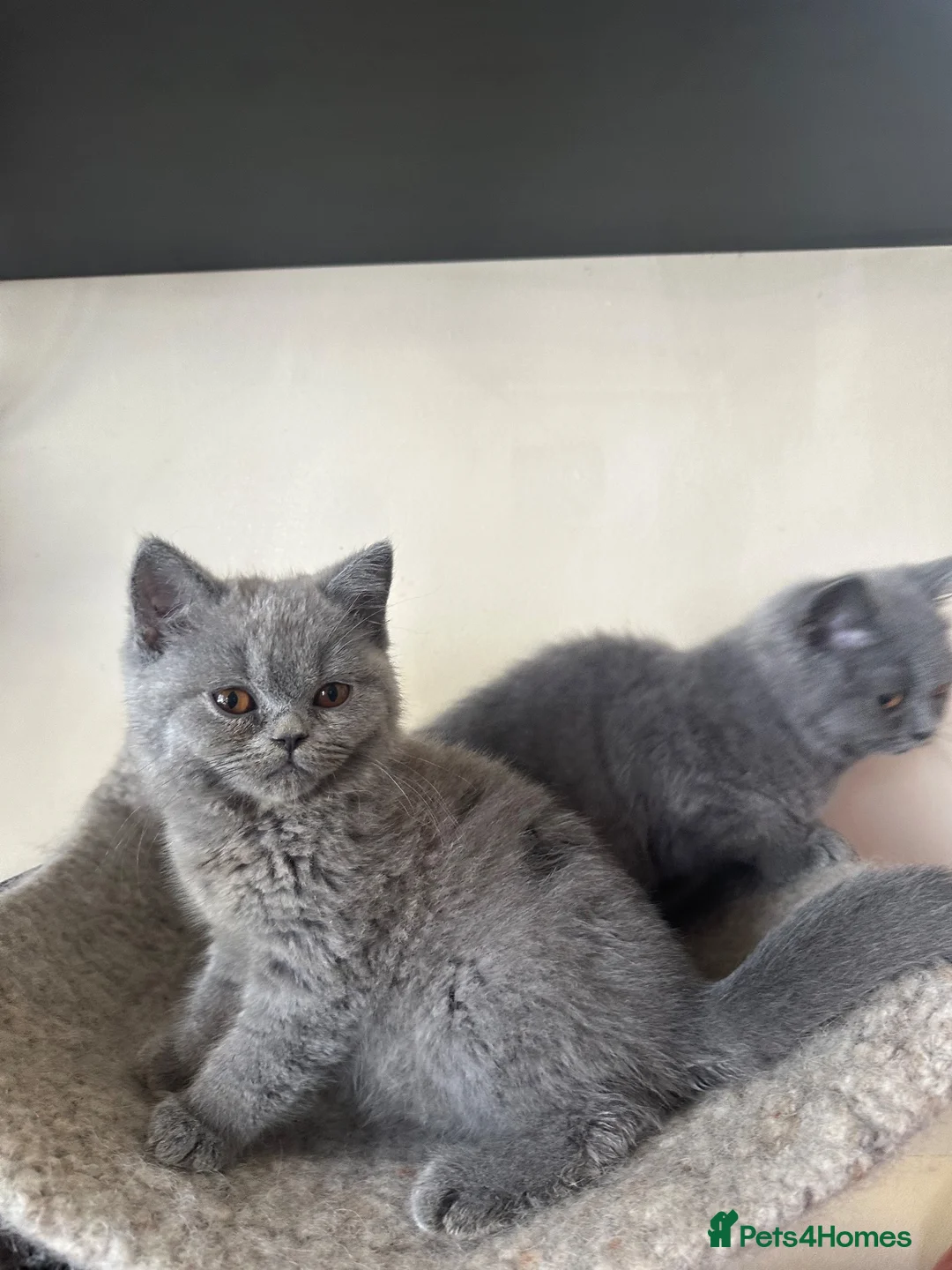 British Shorthair cats for sale: British Shorthair GCCF-registered Kittens  - Advert 2