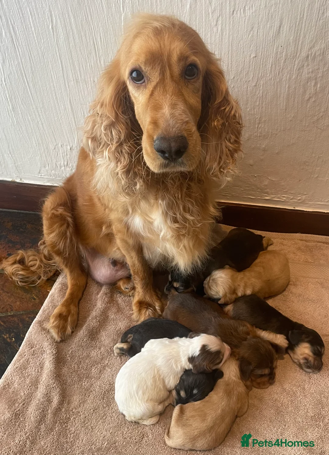 Cocker Spaniel dogs for sale: Stunning Show Cocker Spaniel Puppy’s KC Registered - Advert 11