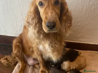 Cocker Spaniel dogs Stunning Show Cocker Spaniel Puppy’s KC Registered - Advert 6