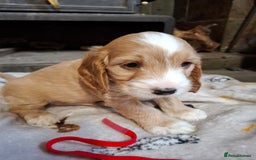 Cockapoo dogs for sale: Beautiful Cockapoo Puppies For Sale  - Image 6