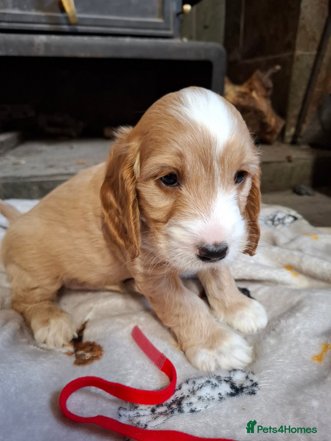 Cockapoo dogs for sale: Beautiful Cockapoo Puppies For Sale  - Image 6