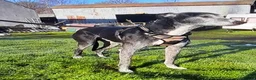 Lurcher dogs for adoption: 🖤 JET – A Gentleman Lurcher for a Forever Sofa 🖤 in Worksop - Advert 2
