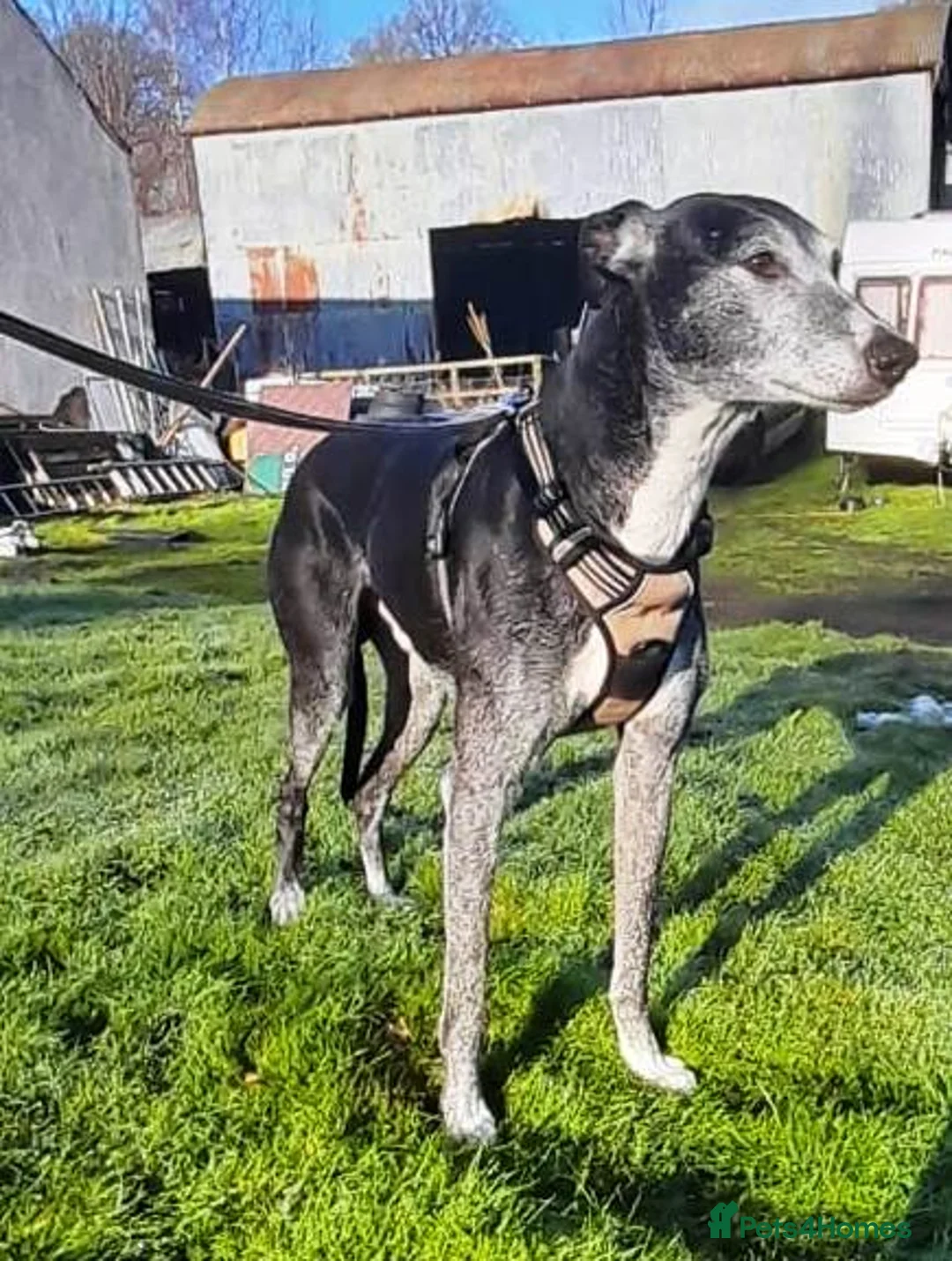 Lurcher dogs for adoption: 🖤 JET – A Gentleman Lurcher for a Forever Sofa 🖤 in Worksop - Advert 2