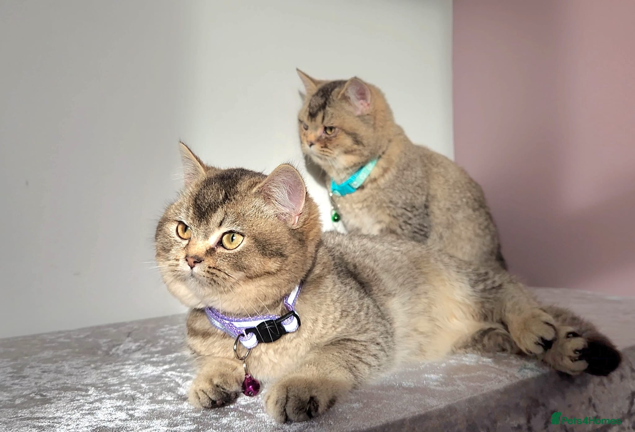 British Shorthair cats Gorgeous British Shorthair Kittens - Advert 18