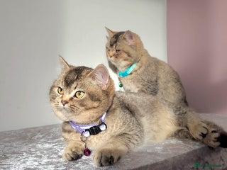 British Shorthair cats Gorgeous British Shorthair Kittens - Advert 18