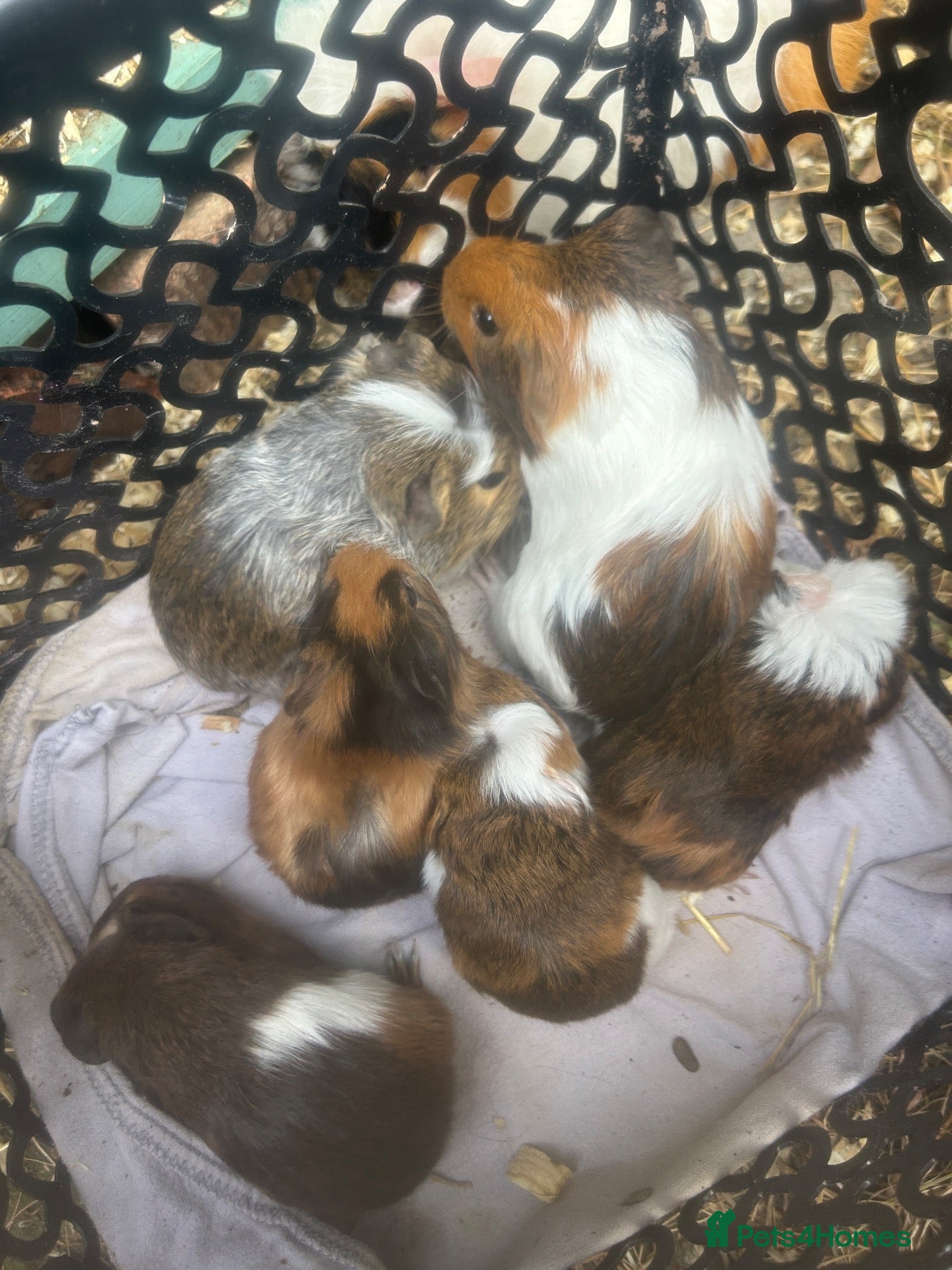 Guinea Pig rodents Guinea pigs  - Advert 23
