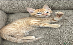 Mixed Breed cats for sale: BEAUTIFUL KITTENS  - Image 7