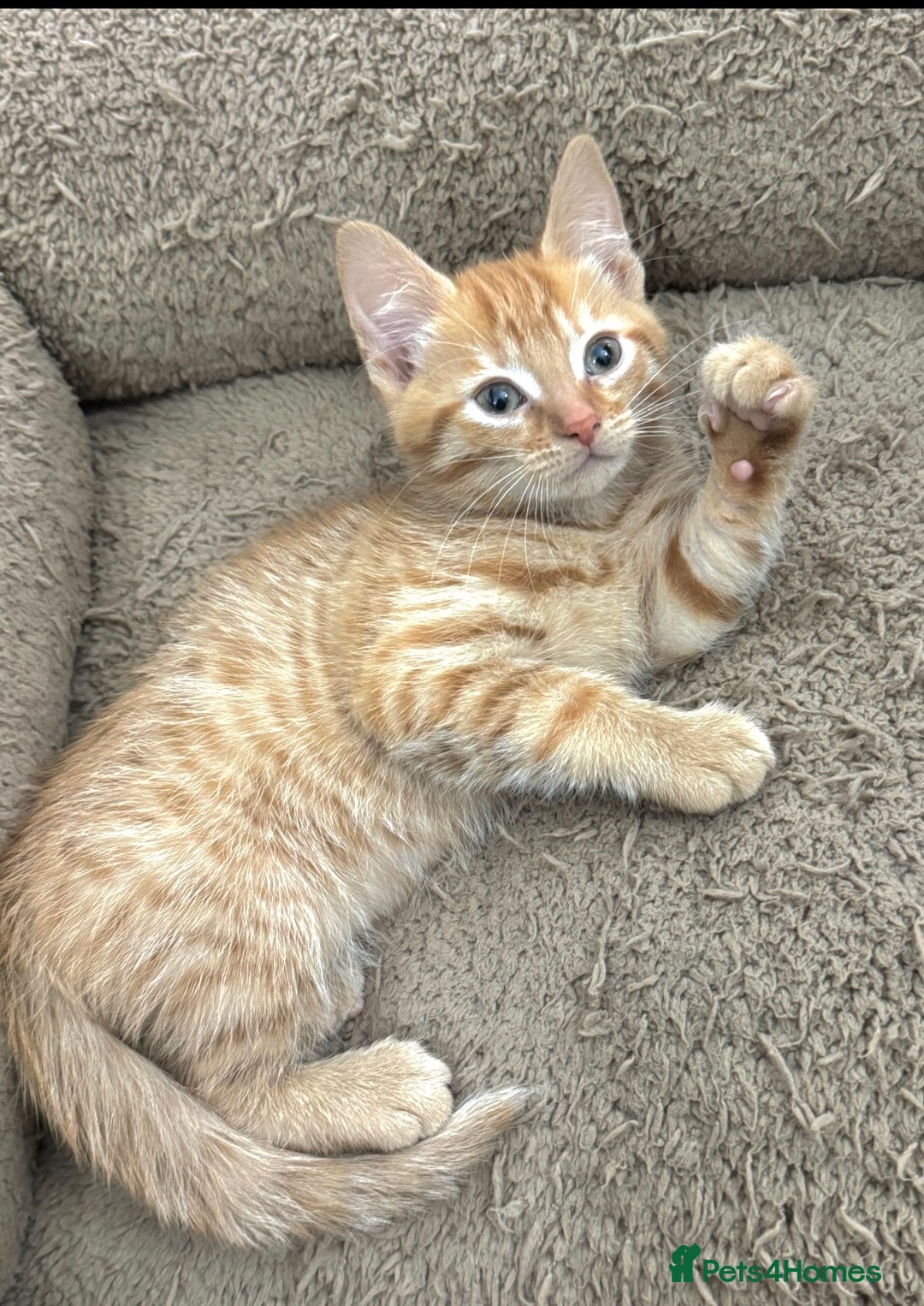 Mixed Breed cats for sale: BEAUTIFUL KITTENS  - Image 7