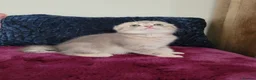 Scottish Fold cats for sale: Adorable Blue Golden Male Scottish Fold Kitten - Advert 5