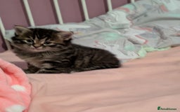 Mixed Breed cats for sale: Last one left! Mixed Breed Mini Maine Coon Dupes - Image 9