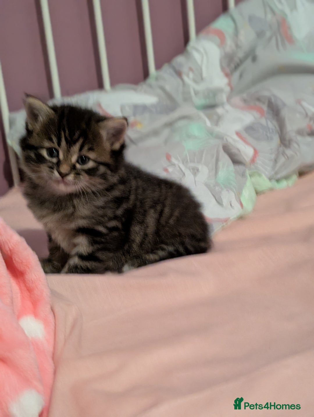 Mixed Breed cats for sale: Last one left! Mixed Breed Mini Maine Coon Dupes - Image 9