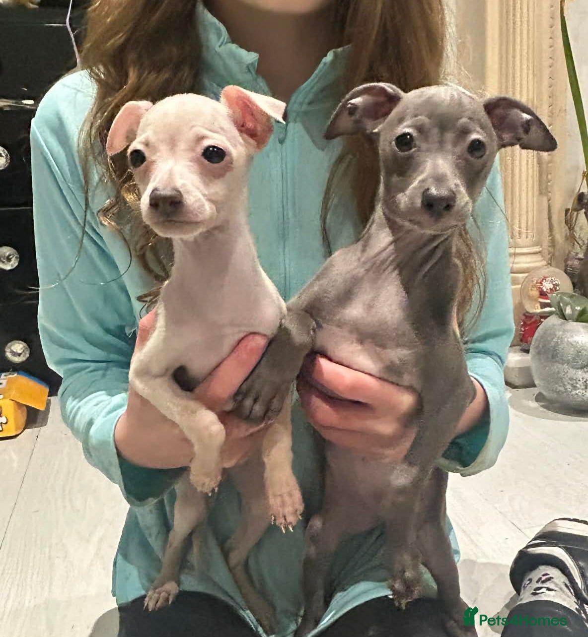 Italian Greyhound dogs KC reg quality Cream girl & blue boy & girl - Advert 6