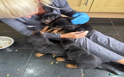 Dobermann dogs for sale: Doberman puppies for sale boys & girls  - Image 11