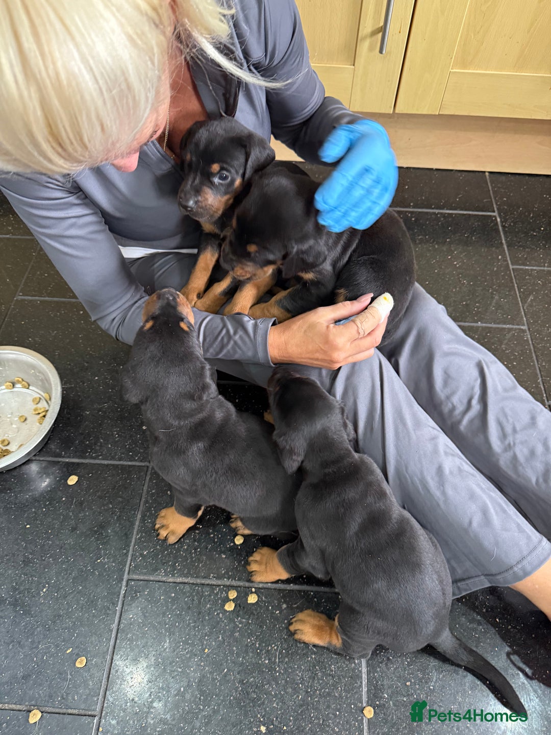 Dobermann dogs for sale: Doberman puppies for sale boys & girls  - Image 11
