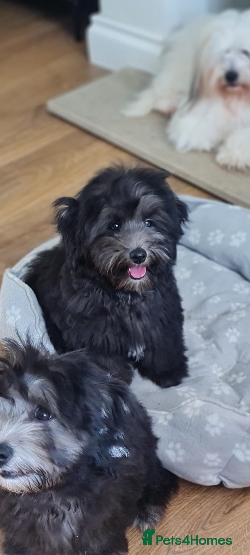 Coton De Tulear dogs Cotonpoo/Cotonoodle puppies  - Advert 4