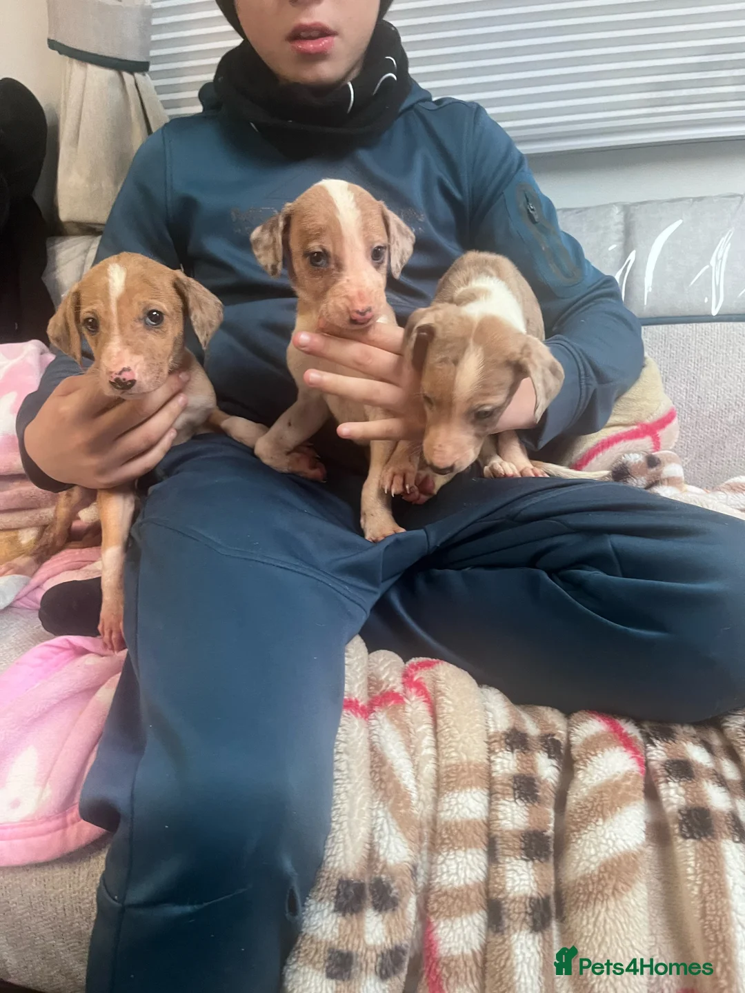 Saluki dogs for sale: Saluki puppies ready now  - Advert 20
