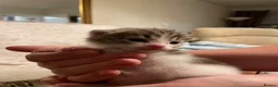 Domestic Shorthair cats for sale: Male kitten  - Advert 7