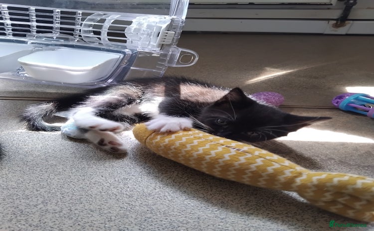 Mixed Breed cats for sale - Advert 2