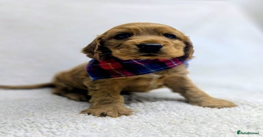 Cocker Spaniel dogs - Advert 16