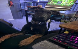 Belgian Shepherd Dog dogs for sale: Shadow a 6 months old Belgian shepherd  - Image 3