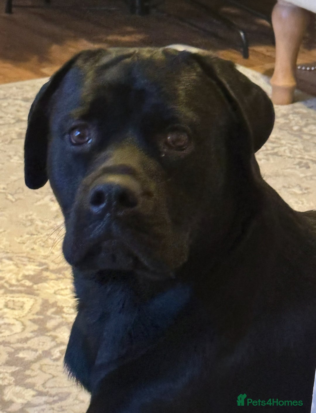 Mixed Breed dogs for stud: Rottweiler cross lab for stud  - Advert 1