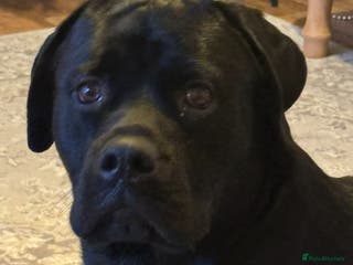 Mixed Breed dogs Rottweiler cross lab for stud - Advert 3