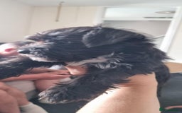 Mixed Breed dogs for sale: Yorkie/jack boy for sale  - Image 3
