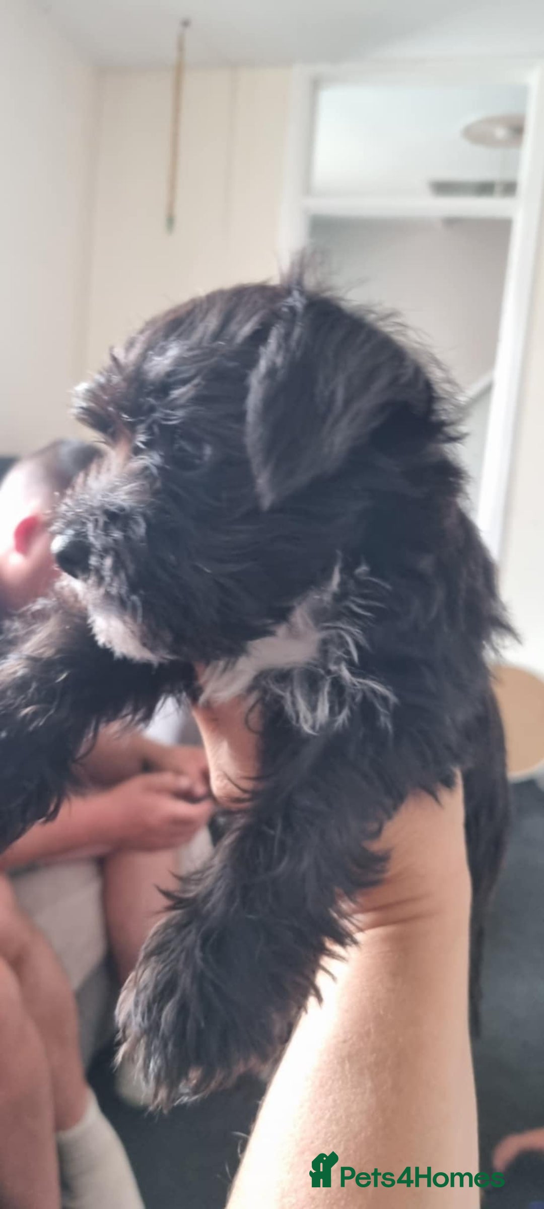 Mixed Breed dogs for sale: Yorkie/jack boy for sale  - Image 3