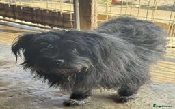 Mixed Breed dogs for adoption: 💝🐾 🐾Introducing SMALL CUTE BOY 🐾TOMMY 🐾 🐾 - Image 2
